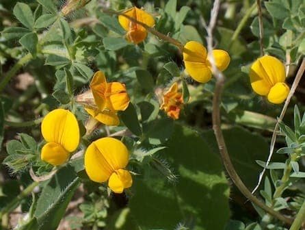 Gelbe Hauhechel mit leuchtend gelben Blüten in der Sonne