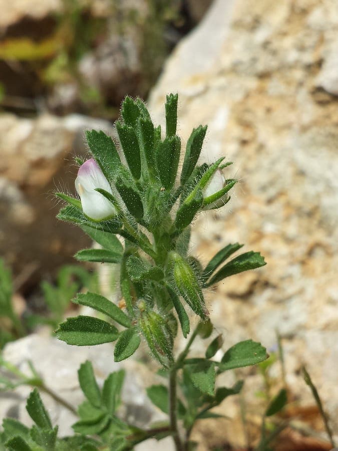 Ononis reclinata with purple flowers in Mediterranean garden setting