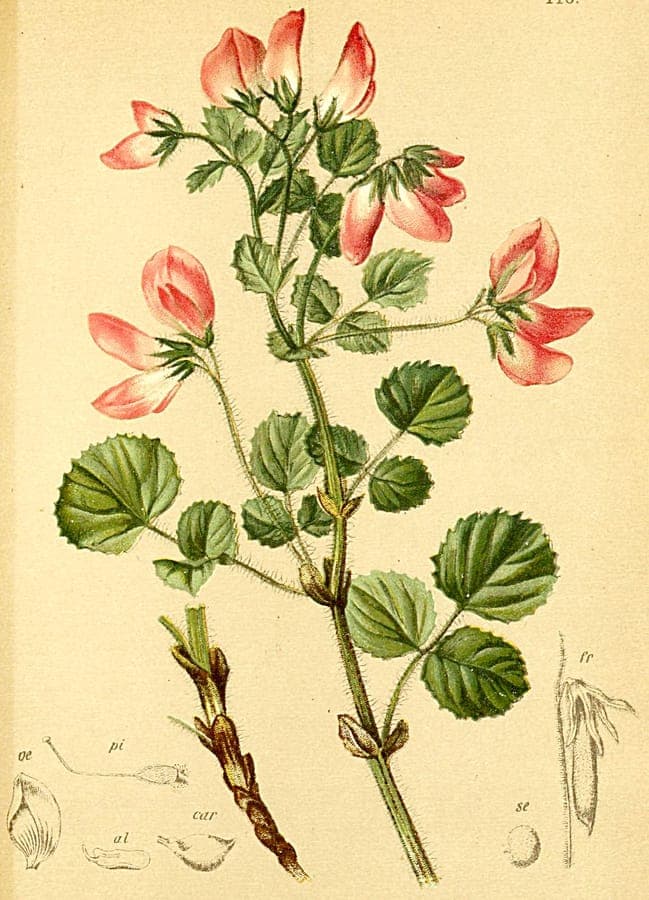 Fleurs violettes de la Bugrane a feuilles rondes