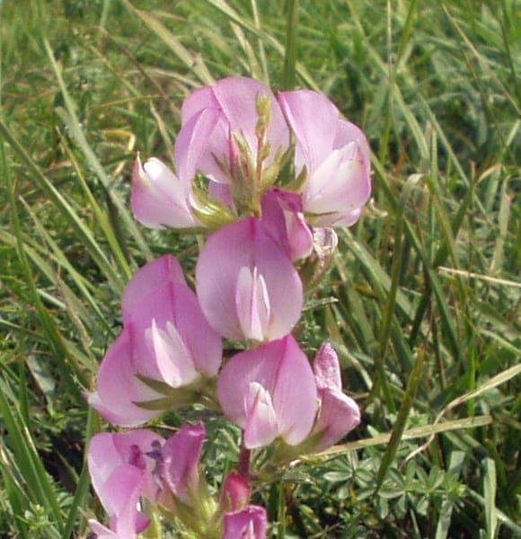 Thorny restharrow with pink flowers and spines on stems