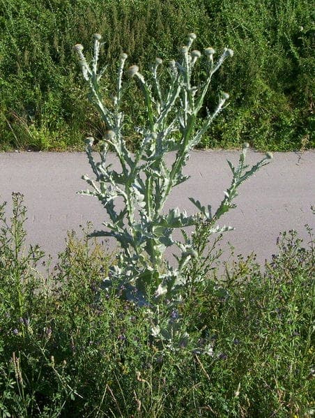 Onopordum acanthium (kattenkaart) met grote distelachtige bloemen en karakteristieke grijszilveren bladeren