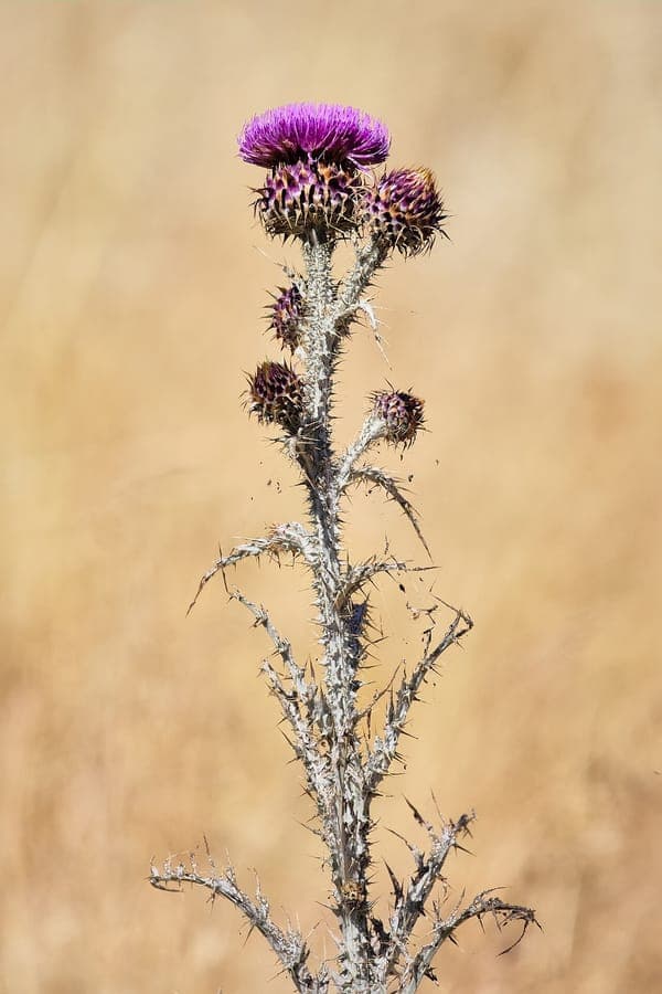 Purple flowers of Onopordum illyricum in full bloom