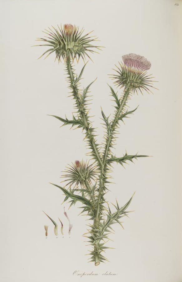 Onopordum tauricum tauriese distel met paarse bloemen in nat veld