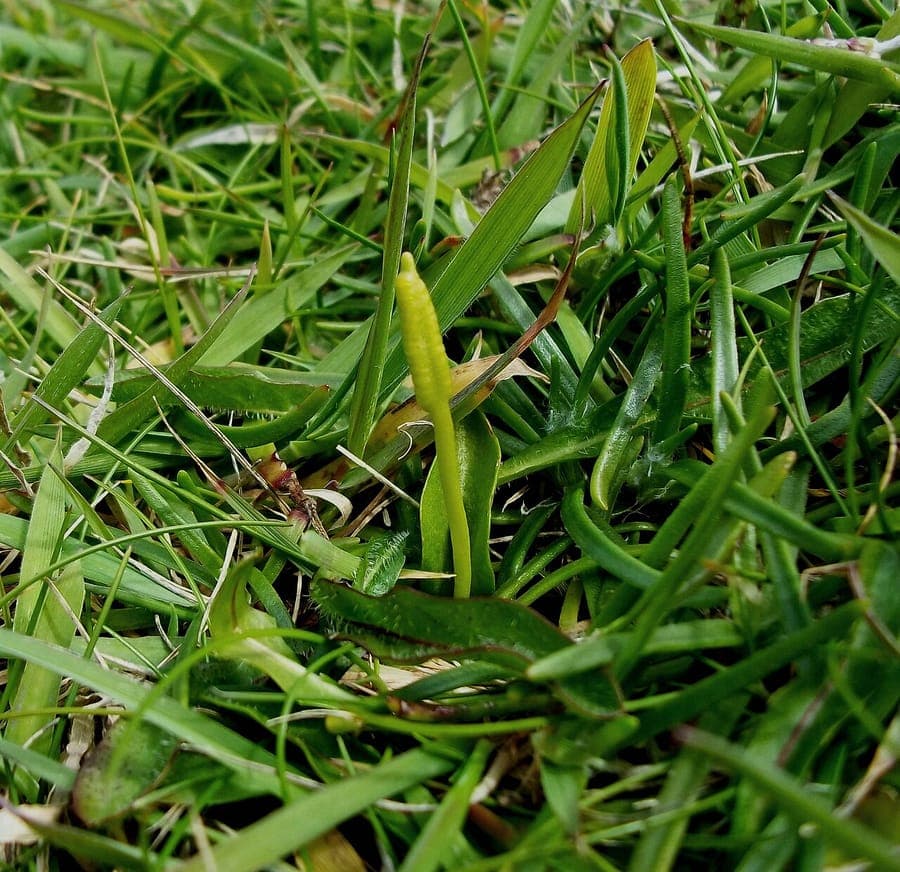 Ophioglossum azoricum adderstongue with characteristic simple fronds and sporophore