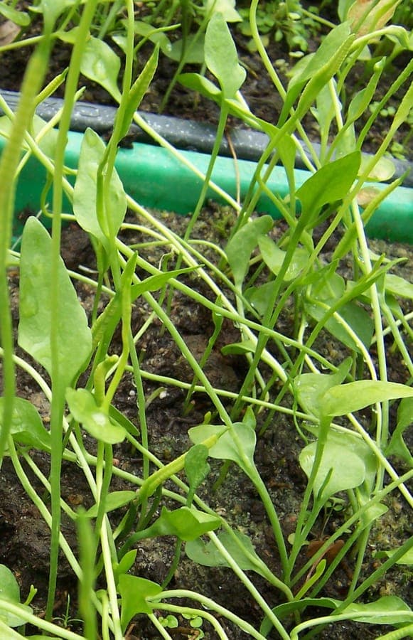 Portuguese Adder's Tongue leaf detail