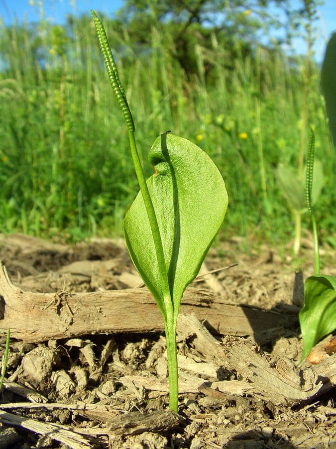 Ophioglossum vulgatum langue d'adder avec epis fertile caracteristique au-dessus du feuillage vert
