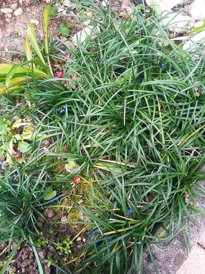 Ophiopogon japonicus muguet du Japon couvre-sol en ombre