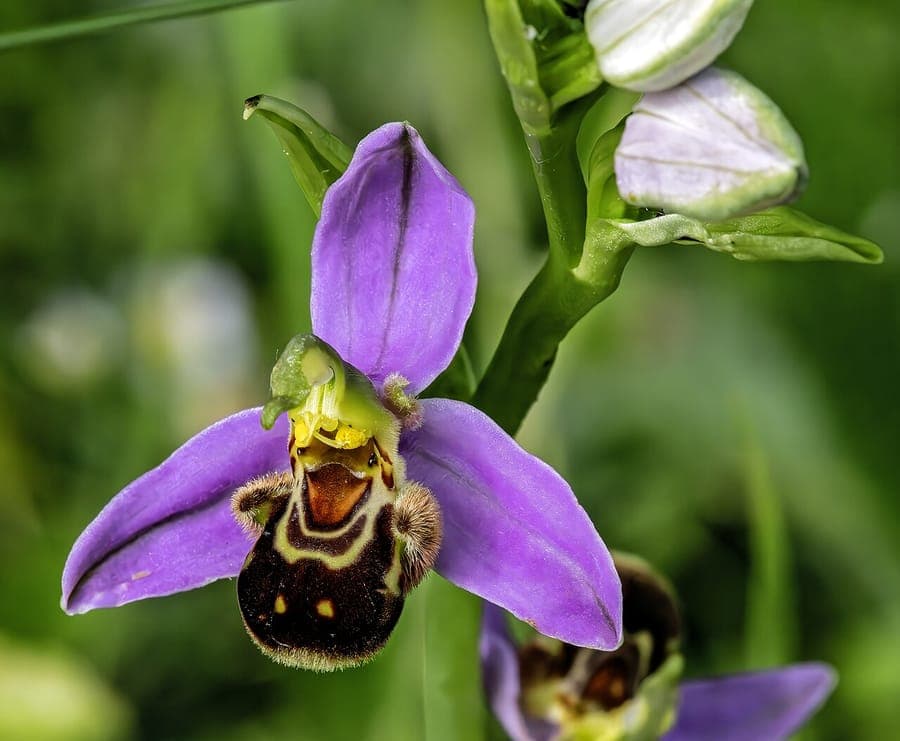 Ophrys apifera Bienenragwurz mit Bluten, die weiblichen Bienen mit dunkelbrauner Lippe und gelben Markierungen ahneln