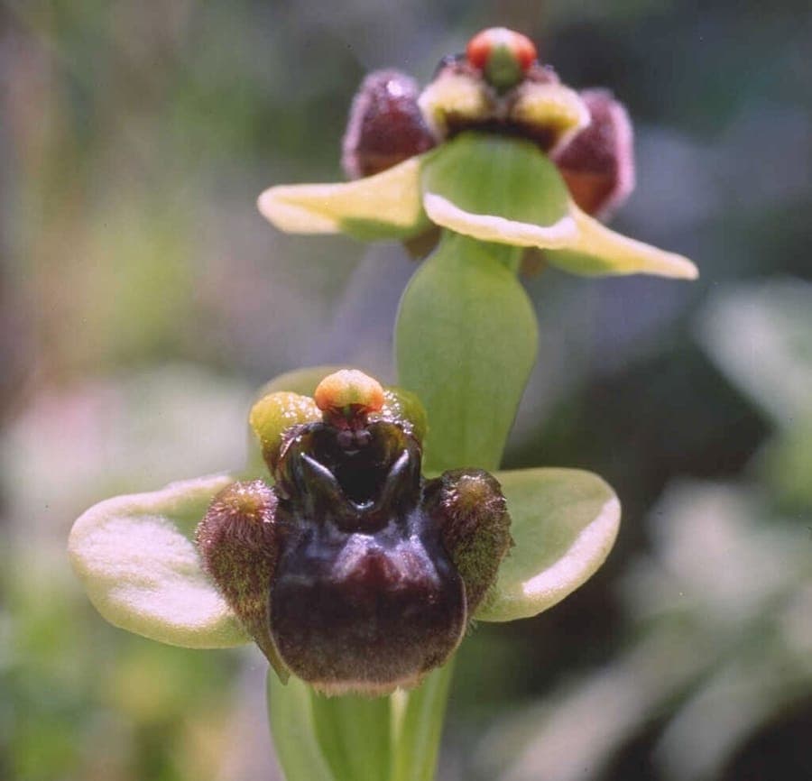 Bumblebee orchid with flowers resembling bees