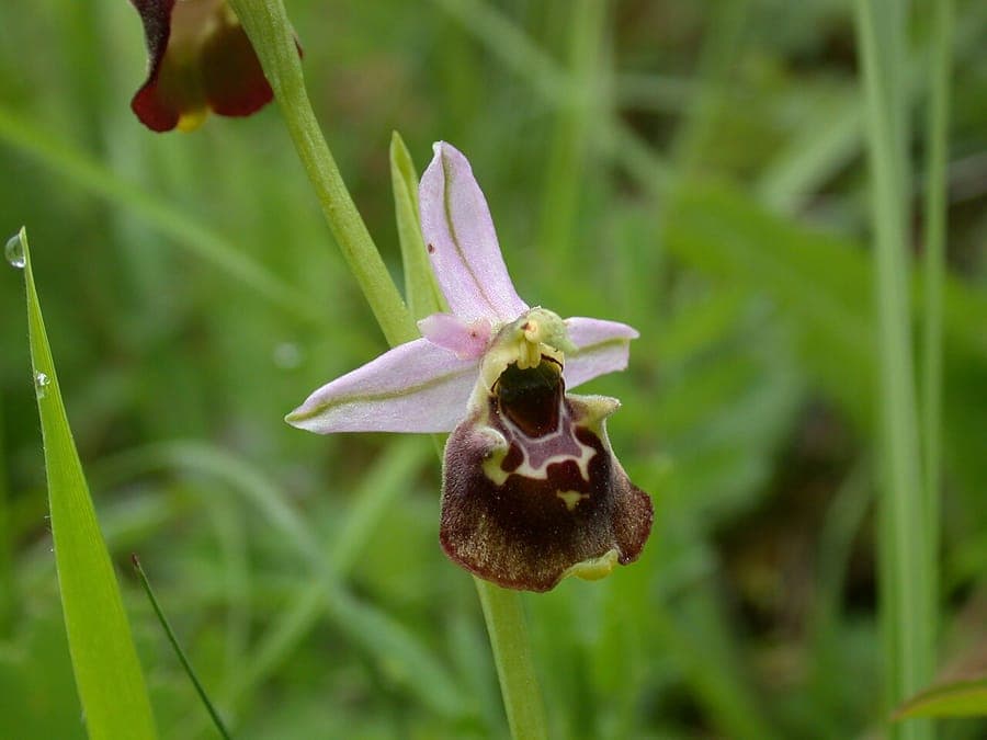Bruine bloemen van Ophrys fuciflora (bijenorchis) die insecten imiteren