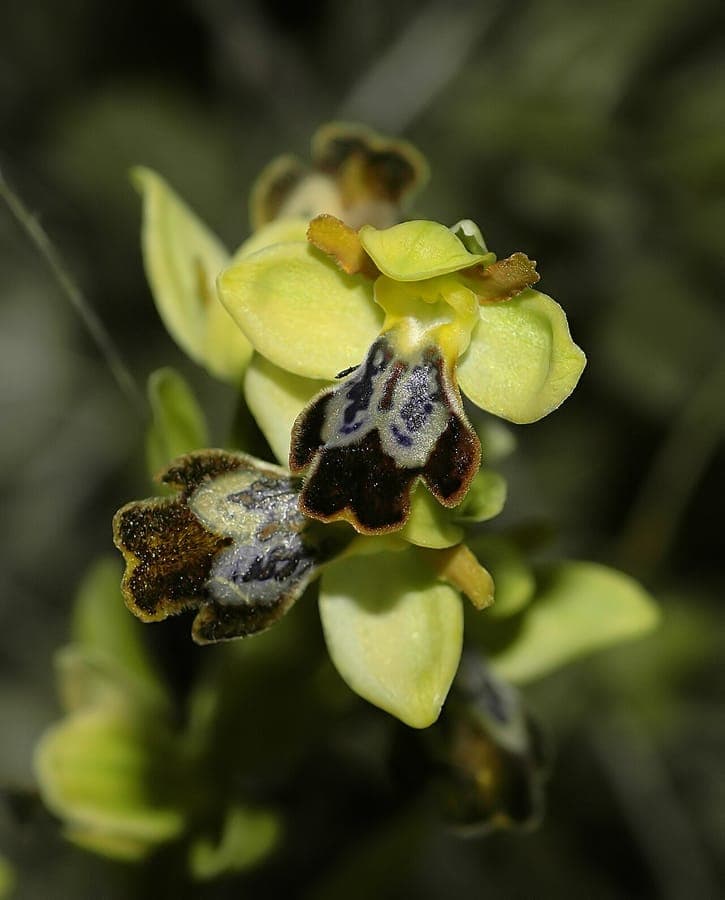 Fleur d'Ophrys brun avec imitation d'insecte