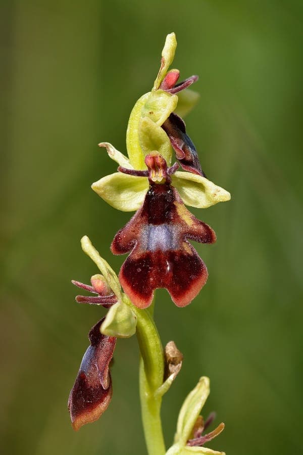Ophrys insectifera fly orchid with flowers resembling male flies with dark glossy lip