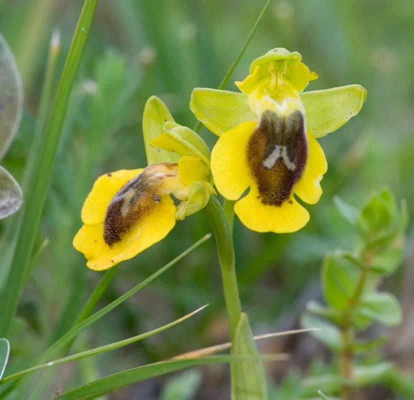 Yellow bee-orchid with golden flowers