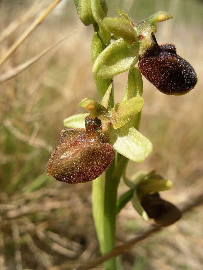 Fleur de l ophrys abeille