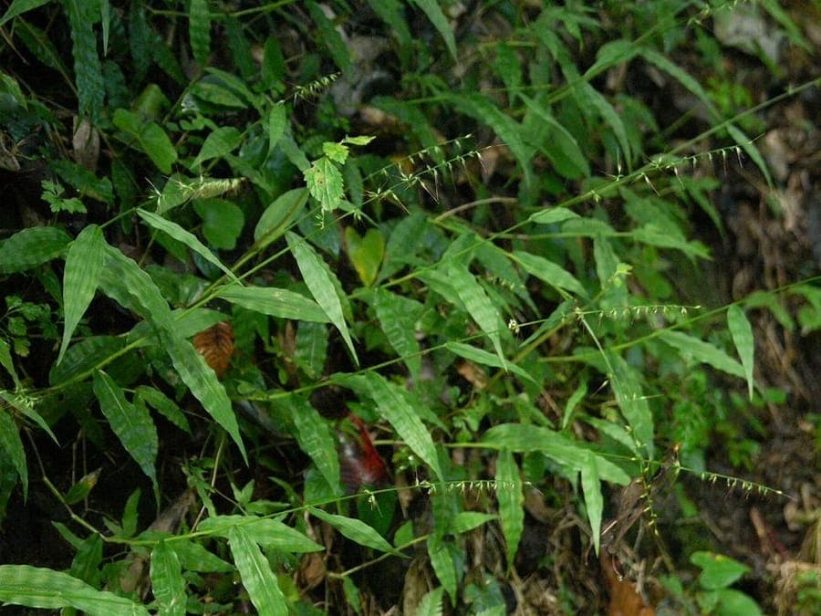 Oplismene ondule avec feuillage caracteristiquement ondule et delicates panicules florales