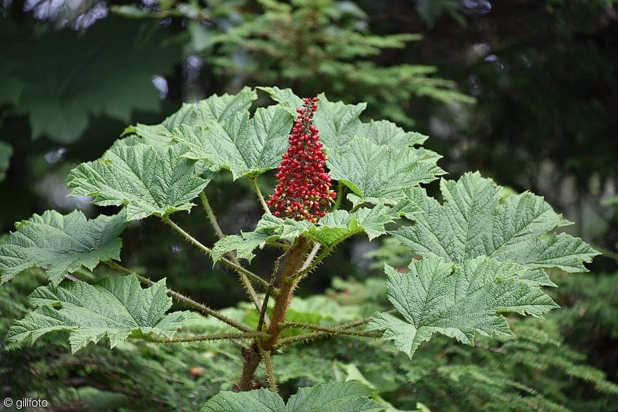 Oplopanax horridus avec ses grandes feuilles palmees et ses tiges couvertes d'epines