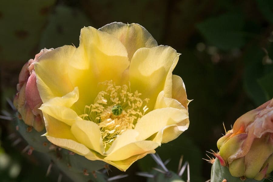 Figuier de Barbarie avec fleur jaune au soleil