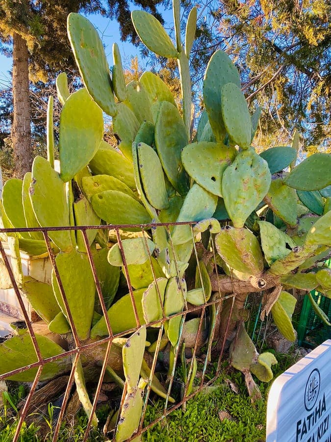 Opuntia ficus-indica met rijpe oranje vruchten