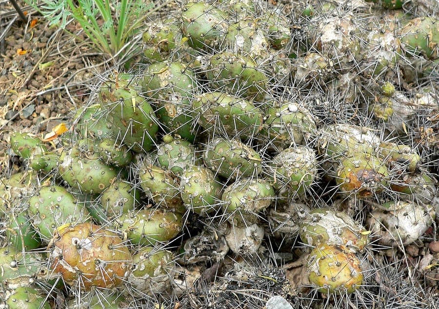 Loose prickly-pear plant met gele bloemen