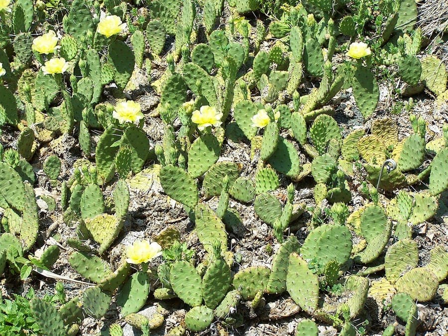 Gelbe Bluten und rote Fruchte von Opuntia humifusa