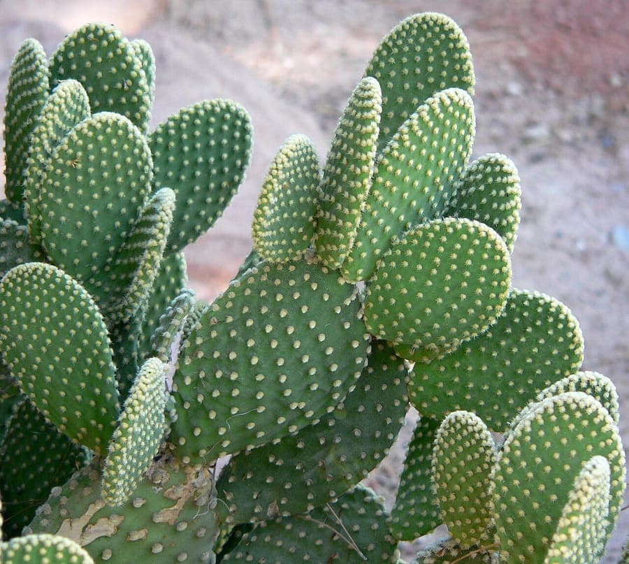 Opuntia microdasys met karakteristieke gele glochiden op platte stengels