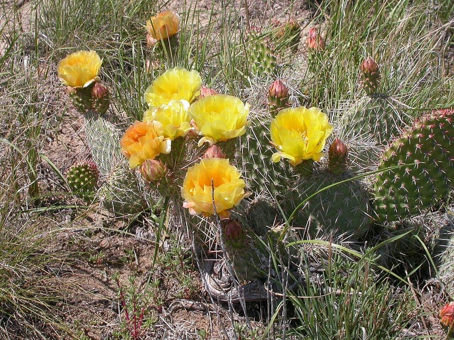 Opuntia polyacantha cactus met gele bloemen in de vlaktes