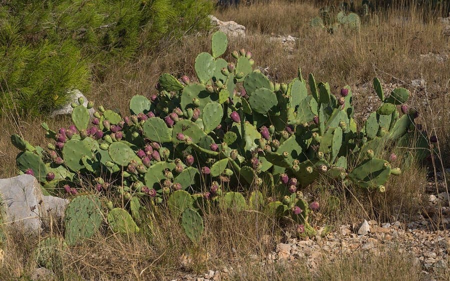 Opuntia stricta cactus met staande platte stengels en gele bloemen