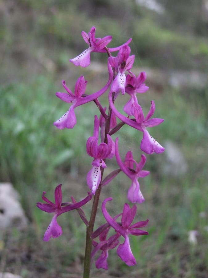 Orchis anatolica displaying pink-purple flowers in full bloom