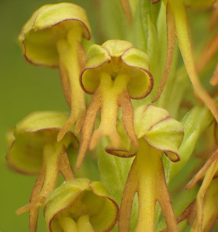 Orchis anthropophora Mannsknabenkraut mit Bluten, die Silhouetten ahneln, die stilisierte menschliche Figuren darstellen