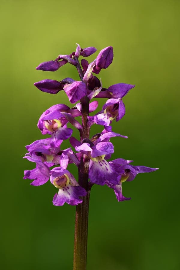 Orchis flower