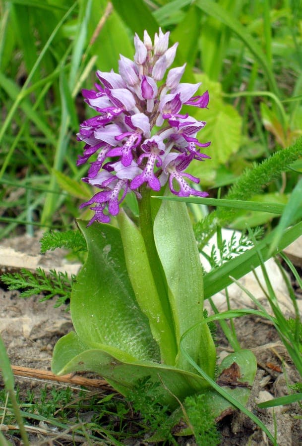 Orchis flower