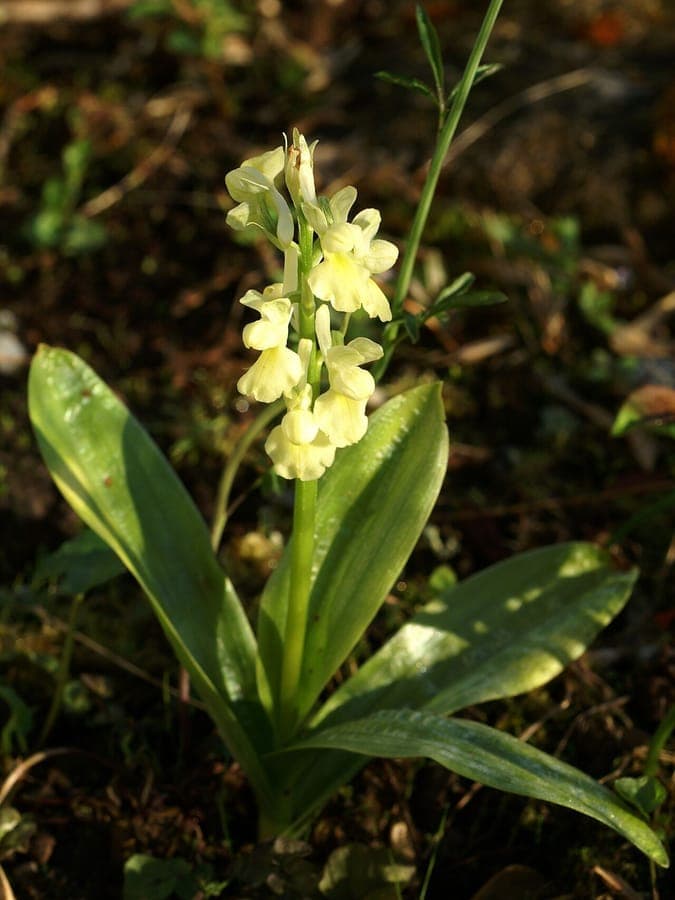 Orchis flower