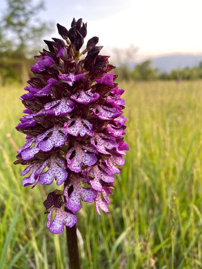 Orchis flower