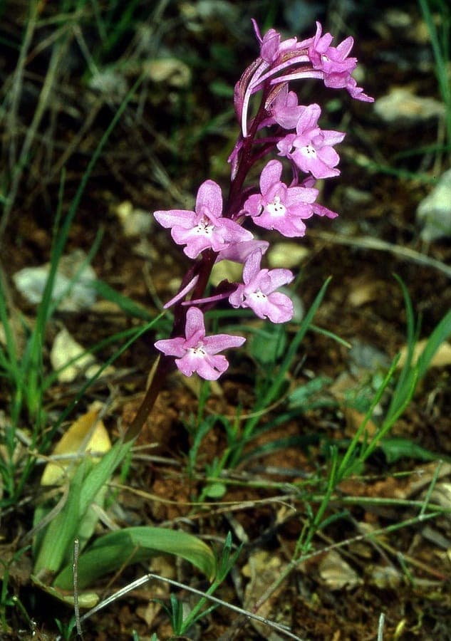 Orchis quadripunctata plant met paarse bloemen in mediterraan landschap