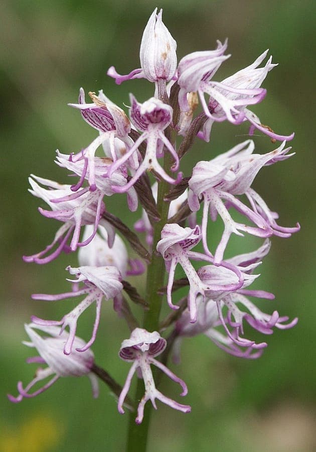 Orchis flower