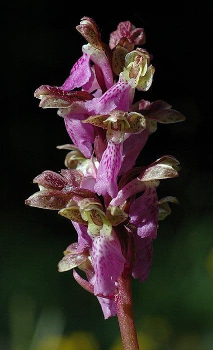 Orchis spitzelii bloemen met violet-roze kleur in alpine meadow setting
