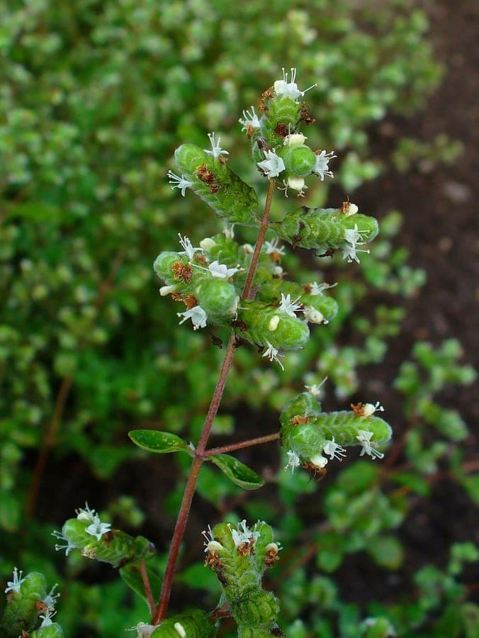 Pot marjoram in full bloom in a sunny herb border with lavender and thyme