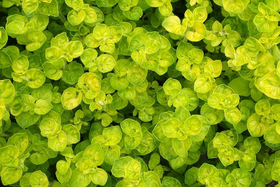 Turkish oregano with purple flowers and green foliage