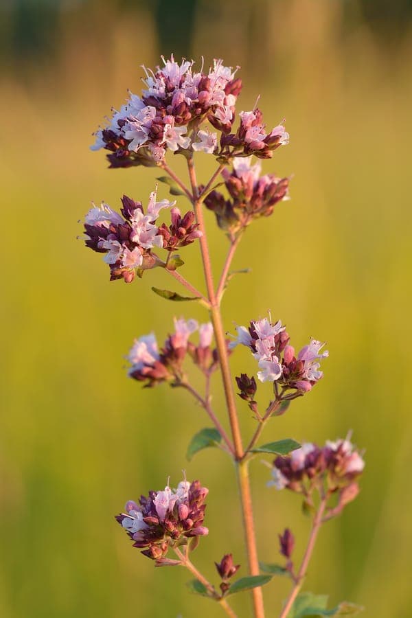 Marjolaine sauvage en pleine floraison avec des fleurs violettes dans un massif ensoleillé
