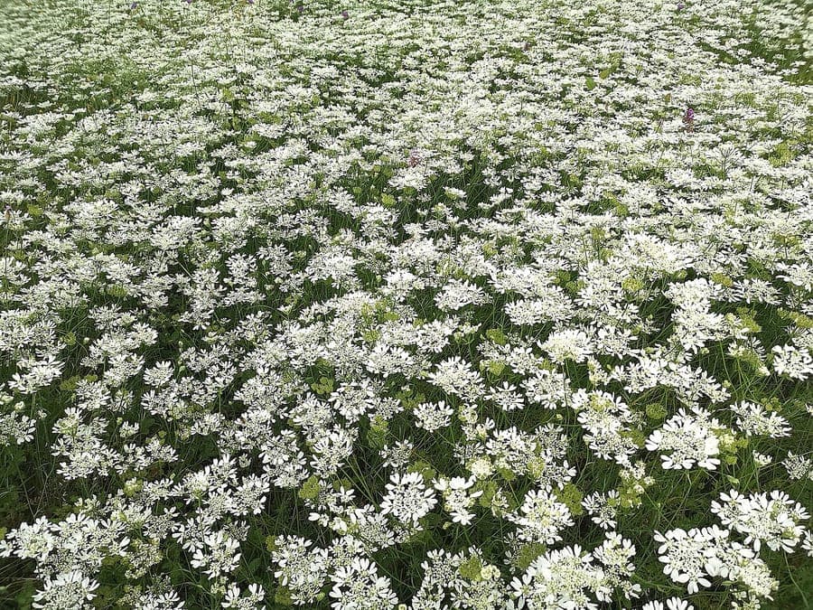 Zarte weiße Bluten von Orlaya grandiflora