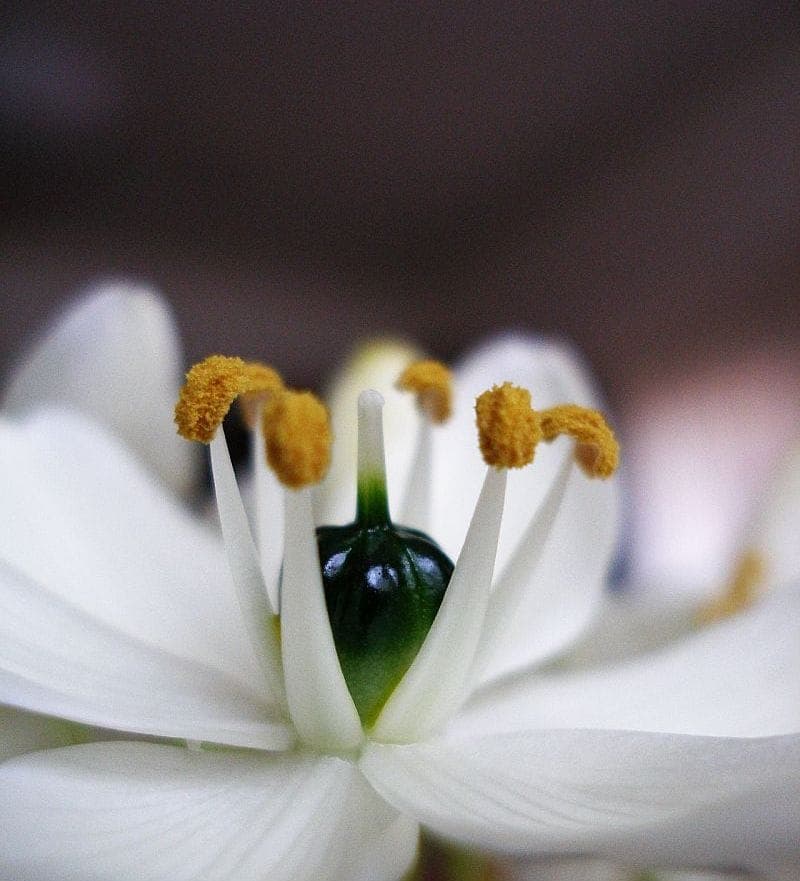 Ornithogalum arabicum arabische milchstern mit weißen sternblüten und schwarzen staubgefäßen