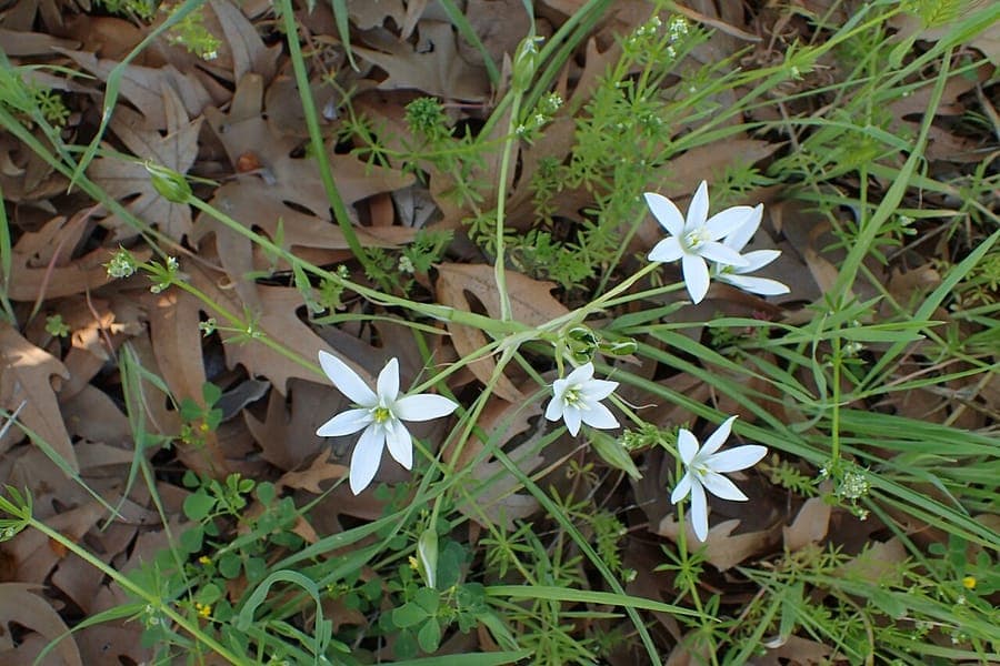 Fleurs blanches d'Ornithogalum divergens dans le jardin
