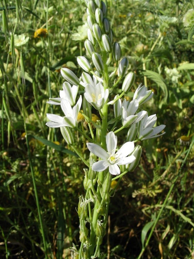 Weiße Blüten von Ornithogalum narbonense in Blütenständen