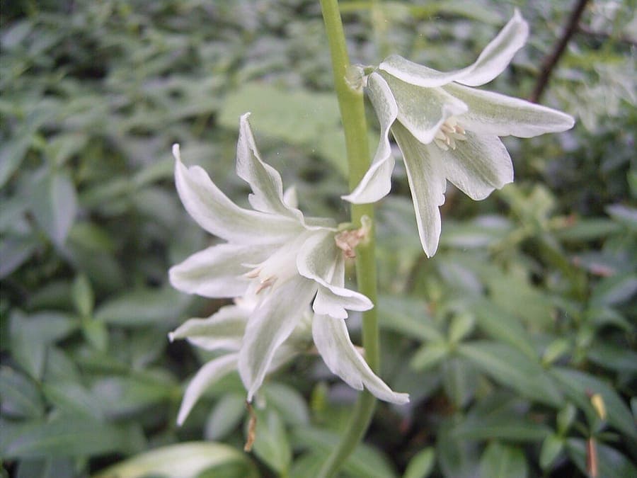 Ornithogalum nutans en fleur avec des fleurs blanches qui pendent