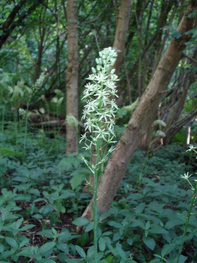 Gelb-weiße Blüten von Ornithogalum pyrenaicum