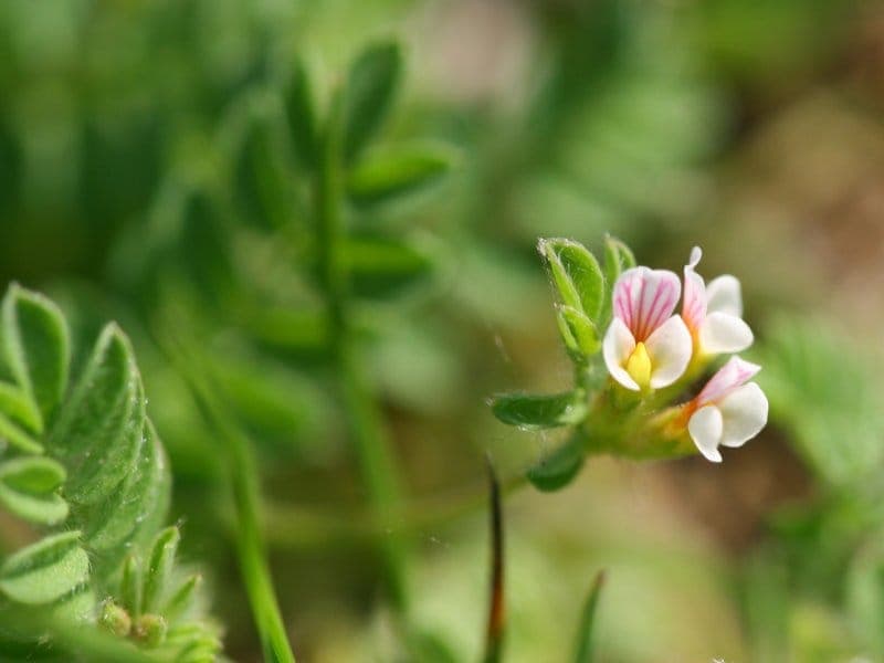 Kleine rosa-gelbe Bluten und zarte Blatter der kleinen Vogelfuß-Luzerne