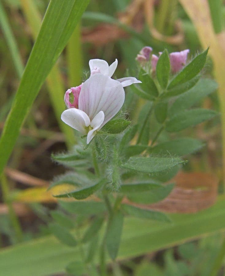 Roze bloemen en gevinde bladeren van serradelle