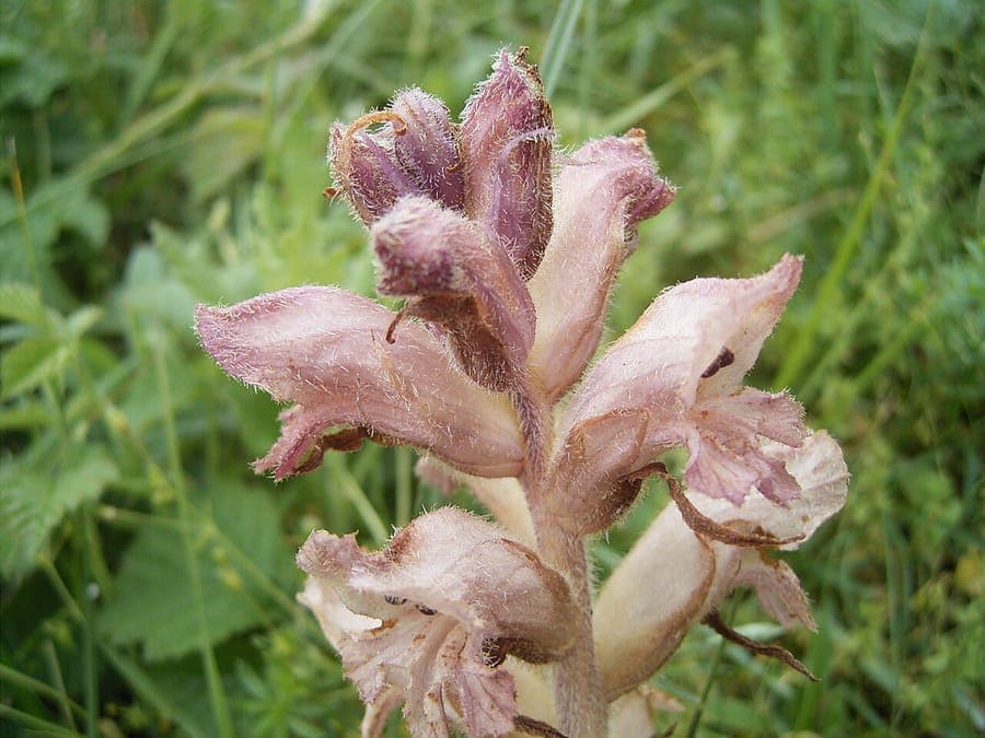 Orobanche caryophyllacea flower with purple coloration