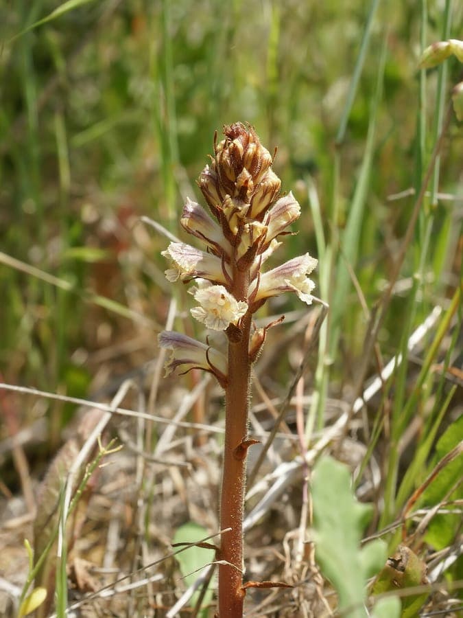Witte bloemen van Orobanche crenata parasiet op gastheer