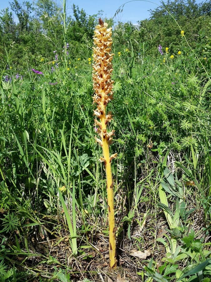 Orobanche elatior met gele en purperen bloemen